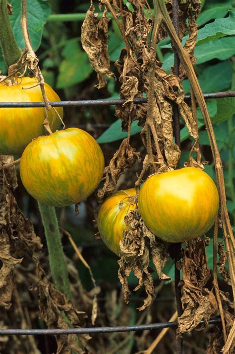 Fusarium Wilt Tomatoes