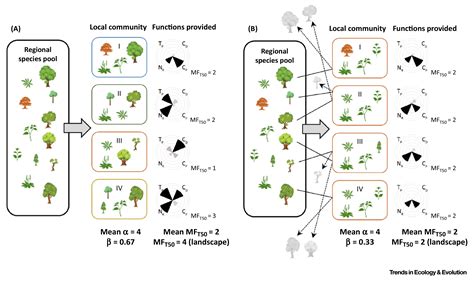 β-Diversity, Community Assembly, and Ecosystem Functioning: Trends in ...