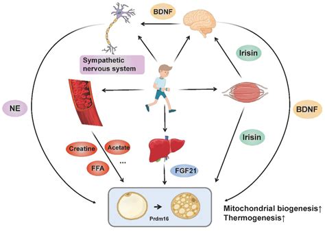 IJMS | Free Full-Text | Exercise-Induced Adipose Tissue Thermogenesis and Browning: How to ...