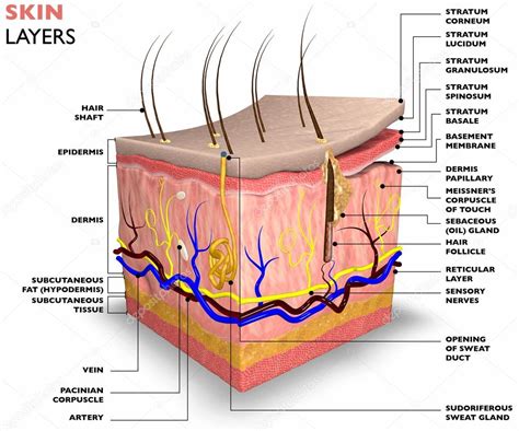 Layers Of Skin Diagram