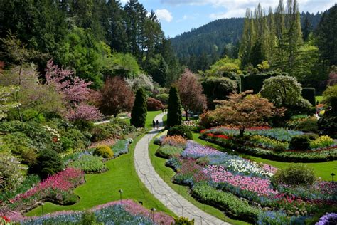 What's in bloom now? Garden updates May 4-11 - The Butchart Gardens