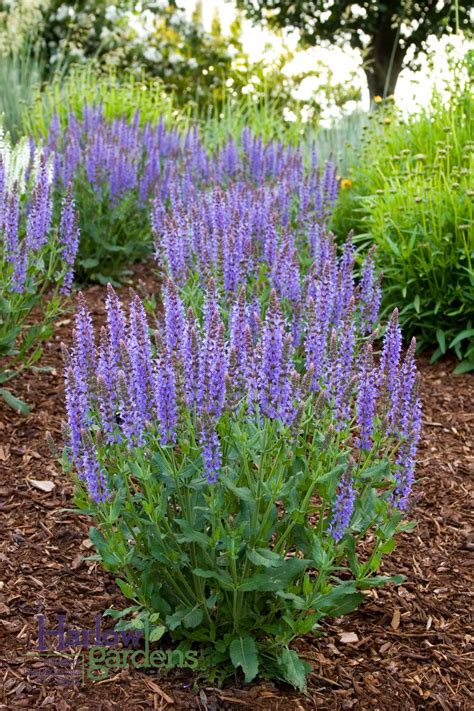 Blue Hills Sage Salvia for sale at Harlow Gardens Tucson. | Salvia plants, May night salvia ...