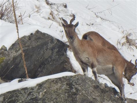 Recovery initiative stabilises markhor population in Kashmir