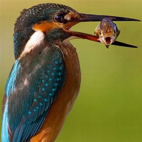 Bird Eat Fish - Picture | eBaum's World