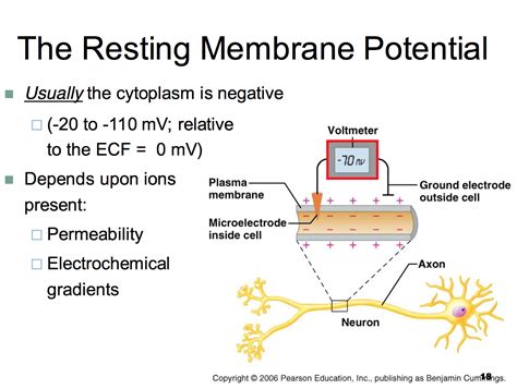 Resting Potential