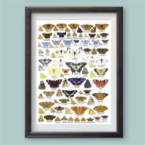 British Butterflies Identification A3 Poster, Art Print, Chart