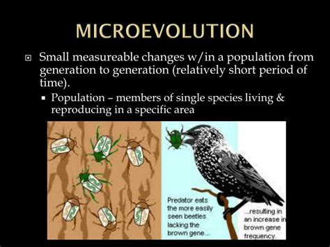 PPT - EVOLUTION PowerPoint Presentation - ID:1993897