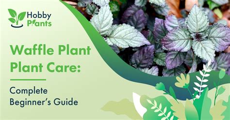 Alternanthera: Plant Care & Growing Guide