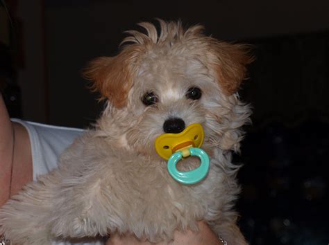 Maltipoo Puppies Breeders In Michigan | PeepsBurgh.Com