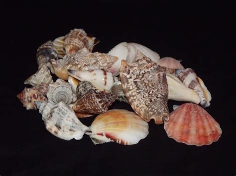 Conch shells free stock photos download (325 Free stock photos) for commercial use. format: HD ...