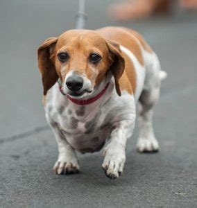 All You Need to Know About the Beagle Dachshund Mix