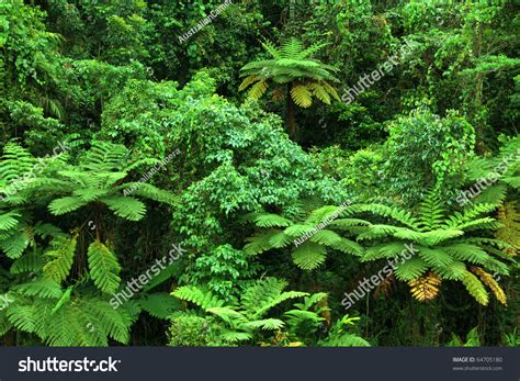 Rainforest With Fern Trees In North Queensland, Australia Stock Photo 64705180 : Shutterstock