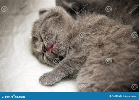 Sleeping Newborn Kitten stock photo. Image of newborn - 16222694
