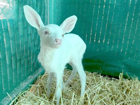 Rare Albino Fawn Rescued From Road In California - The Dodo