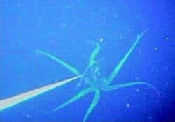 First pictures of live giant squid in its natural habitat | New Scientist