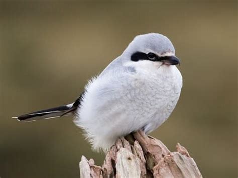 Shrike Bird