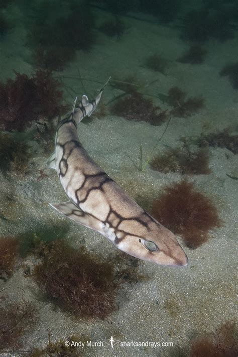 Chain Catshark - Scyliorhinus retifer