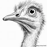 Ostrich Coloring Pages  Free & Printable sketch template