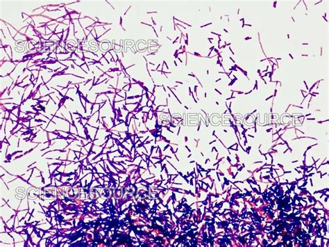 Gram Positive Bacteria (Bacilli) | Stock Image - Science Source Images