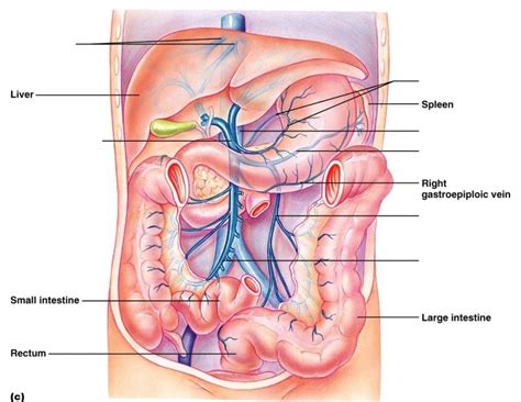 Hepatic Portal System