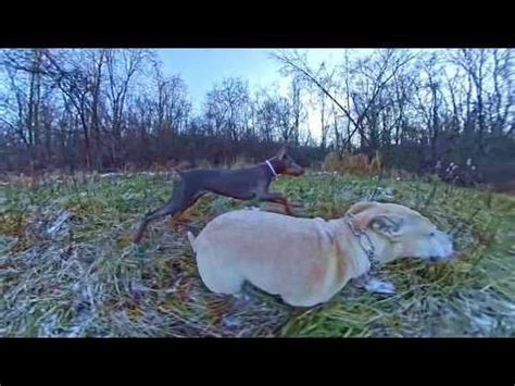 Puppy slow motion : DobermanPinscher