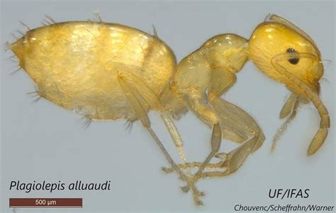 Yellow Ant- A Newly Discovered Invasive Insect - UF/IFAS Extension ...