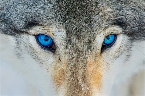 Blue Eyes Wolf Portrait Stock Photo - Download Image Now - iStock