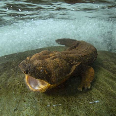 Meet the hellbender (Cryptobranchus alleganiensis). It’s the largest aquatic salamander in North ...