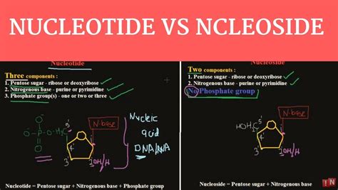 Nucleotide vs Nucleoside - Difference - YouTube