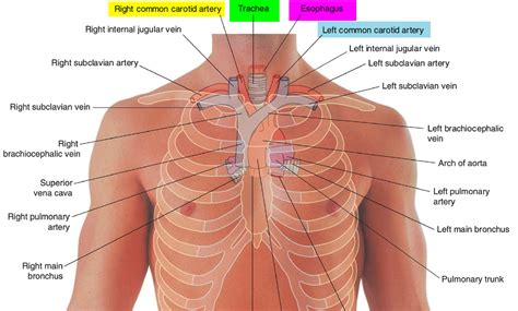 Trachea - Anatomy & Function - Trachea and Esophagus Location