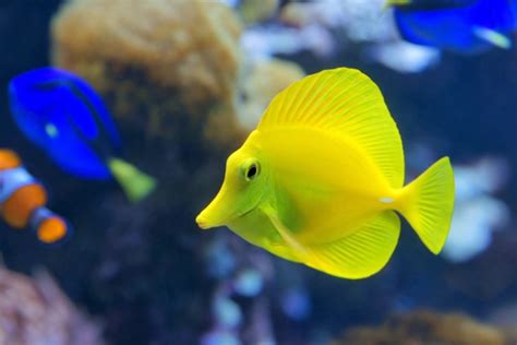 10 Vibrant Yellow Aquarium Fish Species | Build Your Aquarium