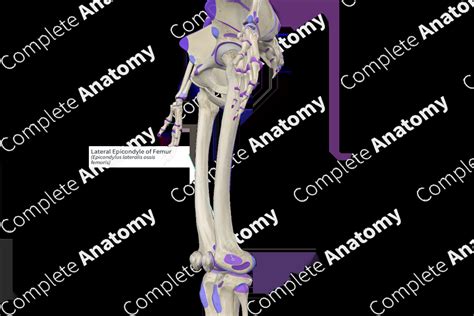 Lateral Epicondyle of Femur | Complete Anatomy