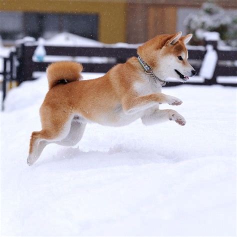 snow dogs / @black_red_jp | Shiba inu dog, Japanese dogs, Shiba inu