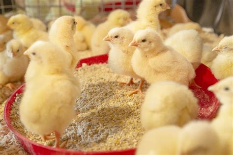 Optimal feeding of broiler breeders to produce vital broilers