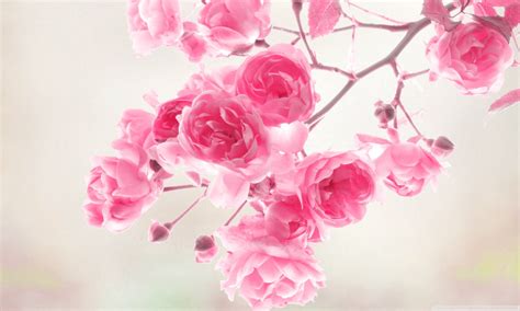 Pretty Pink Roses Wallpaper - Pink (Color) Photo (34590770) - Fanpop