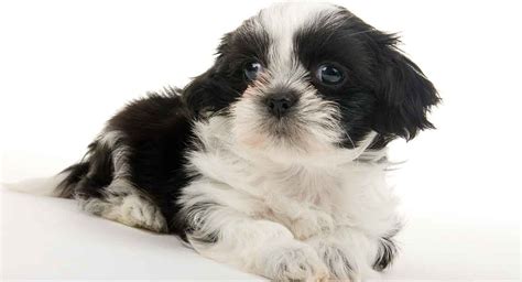 Teacup Shih Tzu - The Miniature Form Of An Already Tiny Pup