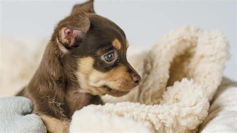 Expert shares how you can take care of newborn puppies