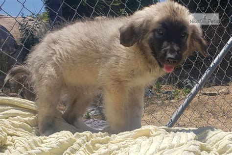 Pyre Anatolian: Great Pyrenees puppy for sale near San Diego ...