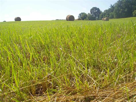 hay field - Smith Meadows