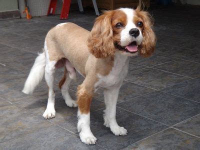 77 Cool Haircut For Cavalier King Charles Spaniel - Haircut Trends