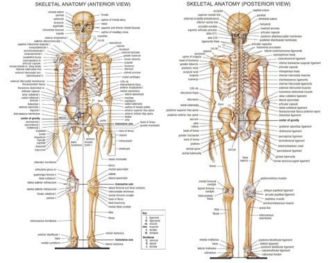 The Skeletal System The adult human skeletal system consists of 206 bones, as well as a network ...