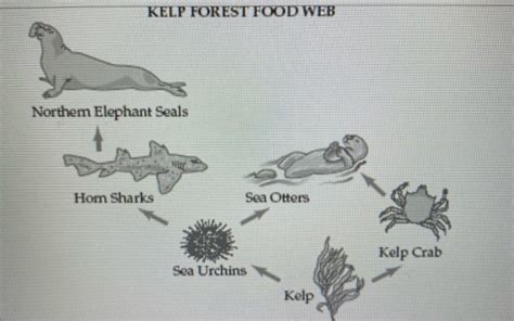 Solved KELP FOREST FOOD WEB Northern Elephant Seals Hom | Chegg.com