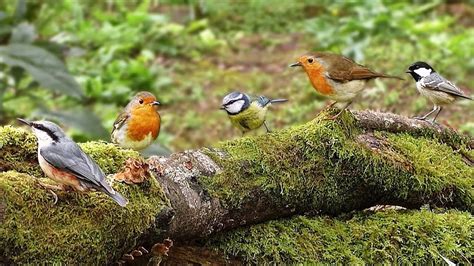 Birding in Serengeti National Park | Serengeti National Park Safaris