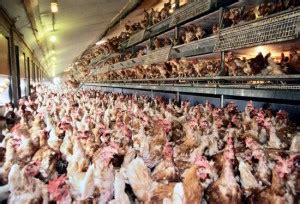 Factory-Farmed Chickens: Their Difficult Lives and Deaths | Saving Earth | Encyclopedia Britannica