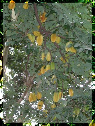 AVERRHOA CARAMBOLA | FloridaGardener.com