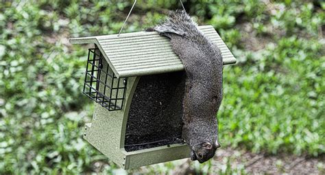 How to Get Rid of Squirrels (from Your Attic, Garden, or Bird Feeder)