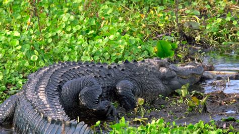 Kissimmee Swamp Tours - Orlando Attractions - YouTube