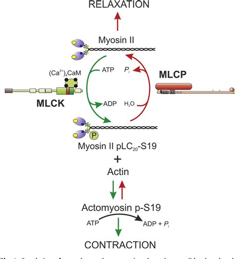 Figure 1 from Role of myosin light chain kinase and myosin light chain ...