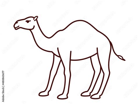 Camel Drawing