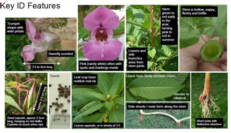 Himalayan Balsam - Invas BioSecurity - Ireland